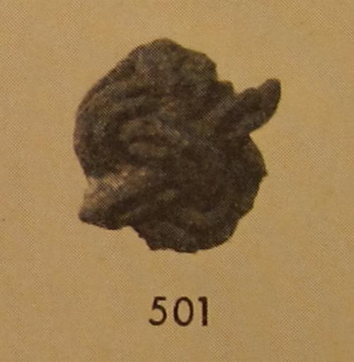 Image thorvildsen1957-fig69-501.jpg